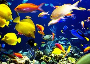 Araştırmacıları şaşırtan keşif: Balıklar 155 milyon yıldır…