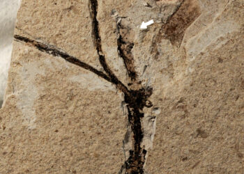 Dünyanın en eski çiçek tomurcuğu fosili, Çin’in kuzeyinde bulundu