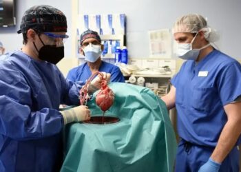 Domuz kalbi nakledilmişti… İşte son durumu