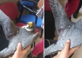 Dünyanın en hızlı kuşu Hatay’da vuruldu