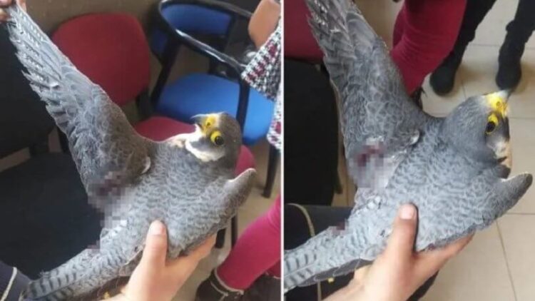 Dünyanın en hızlı kuşu Hatay’da vuruldu