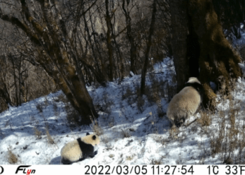 Çin’in güneybatısında vahşi bir anne panda ve yavrusu görüntülendi