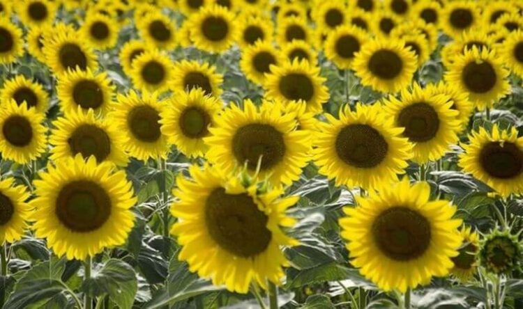 Resmi Gazete’de yayımlandı: 4 ilin 7 ilçesinde yağlık ayçiçeği kararı