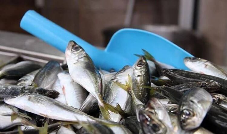 Kar yağışı balık fiyatlarını vurdu