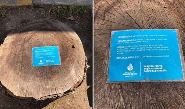 TEMA böyle açıkladı: ‘Covid-19 gibi bulaşıyor, tedavisi yok’