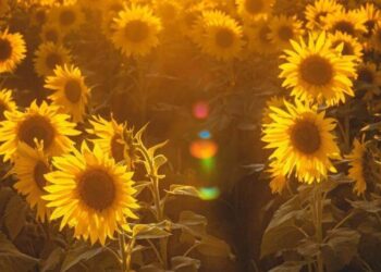 Ayçiçek yağının fiyatı bir haftada yüzde 40 arttı