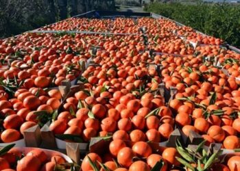 Rusya, beş tarım ürününde ithalat kısıtlamasını kaldırdı