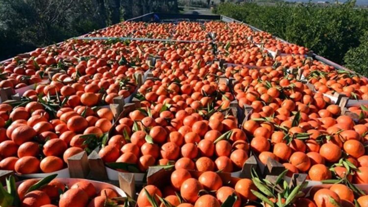 Rusya, beş tarım ürününde ithalat kısıtlamasını kaldırdı