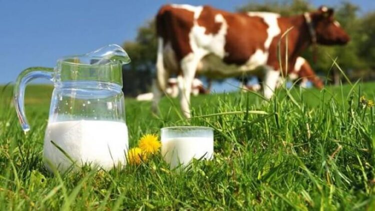 Açık süt alırken dikkat: Sağlığınızdan olabilirsiniz!