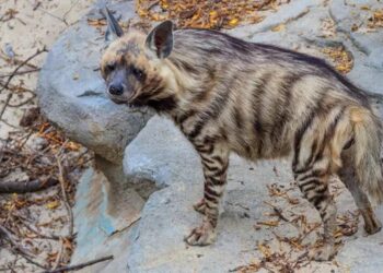 Nesli tükenme tehlikesi altındaki çizgili sırtlan yolda ölü bulundu