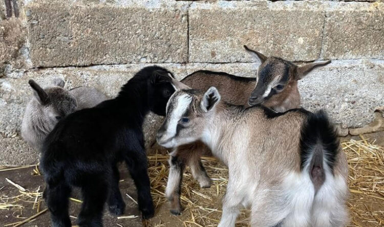 İnternete verdiği ilan hayvan hakları savunucularını ayağa kaldırdı