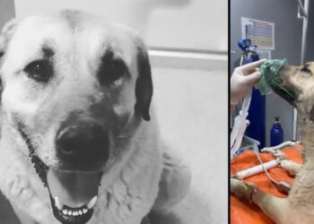 4 günde iki kez zehirlenen ‘Dayı’ öldü