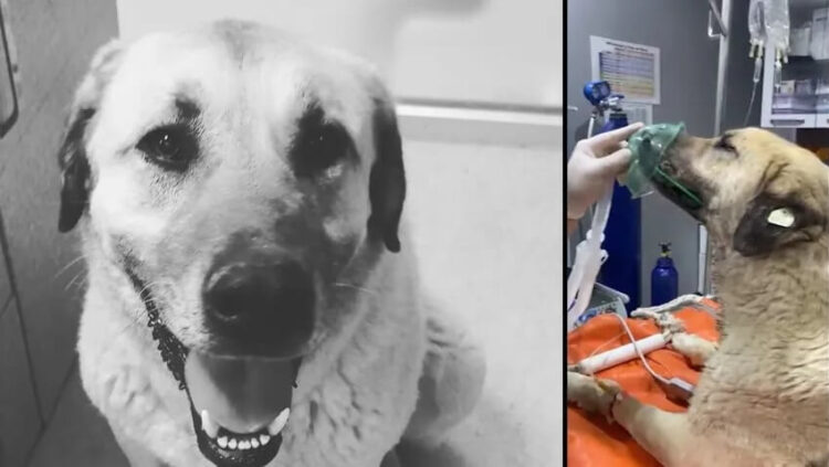 4 günde iki kez zehirlenen ‘Dayı’ öldü