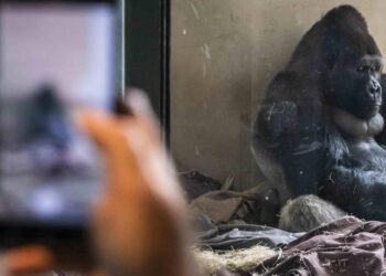 Hayvanat bahçesindeki goril telefon bağımlısı oldu