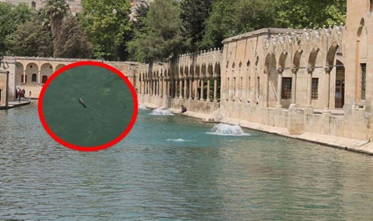 Valilikten balık ölümlerine ilişkin açıklama