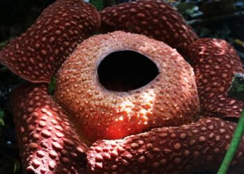 Çürümüş et kokusu yayan ‘ceset çiçeği’ açtı