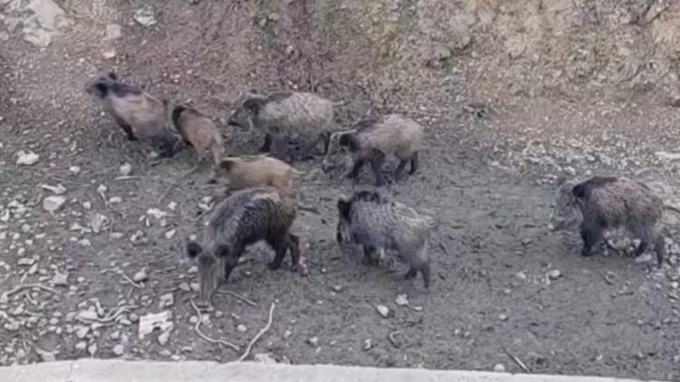 Sarıyer’de domuzlar şehir merkezine indi