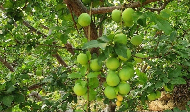 Sezonu 600 liradan açmıştı… İşte eriğin fiyatı