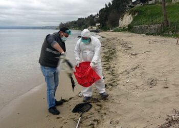 Kuş ölümlerinde virüs şüphesi… ‘Kesinlikle dokunmayın’