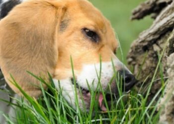 Bahar aylarında köpeğiniz için tehlike yaratan 7 bitki