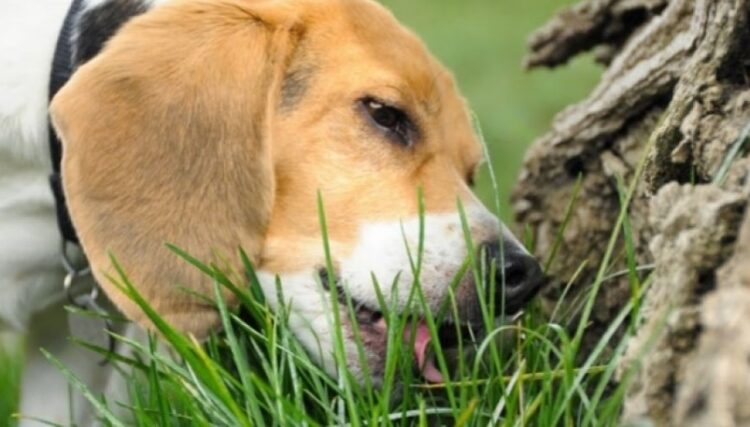 Bahar aylarında köpeğiniz için tehlike yaratan 7 bitki