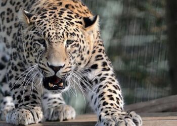 Kente inen leopar öldürüldü