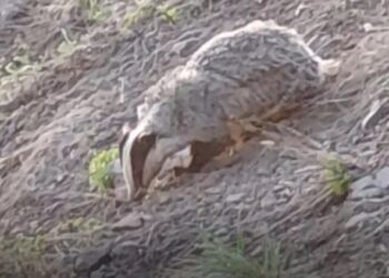 Nesli tükenme tehlikesi altındaki hayvan Tunceli’de görüntülendi