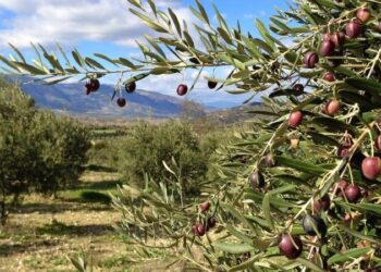 Yargı zeytinliklerin katledilmesine “dur” dedi