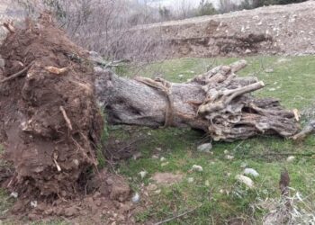 TKP’den zeytinlikleri yok edecek düzenlemenin iptali için dava