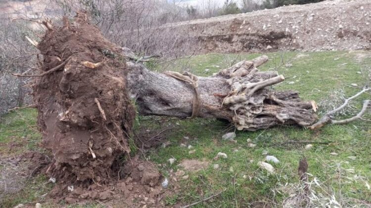 TKP’den zeytinlikleri yok edecek düzenlemenin iptali için dava