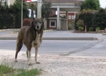 Sokak köpeğini döven güvenlik görevlisi gözaltına alındı