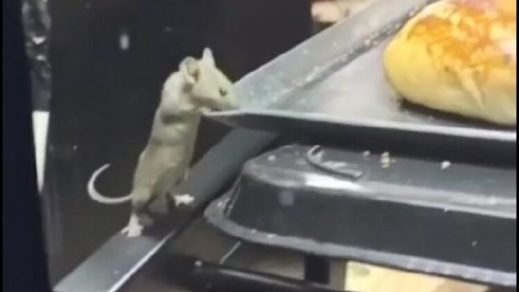 Tepki çeken görüntüler: Fare poğaçalar arasında gezdi!