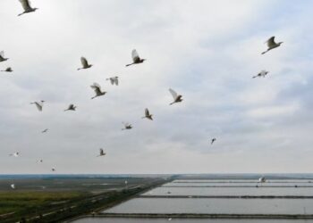 Çin’in Jiangsu eyaletinde 857 yeni tür belgelendi