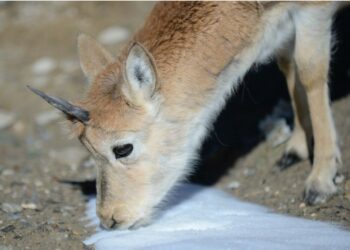 Çin, Qinghai-Tibet Platosu’nda yeni ulusal parklar kuracak