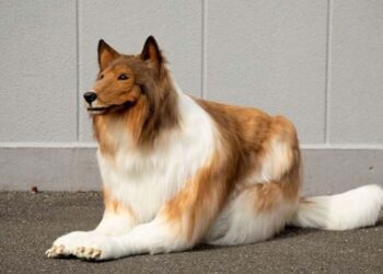 Köpek gibi görünmek için 260 bin TL harcadı