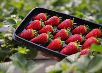 Yeni salgın krizi: ‘Çileklerden yayılmış olabilir!’