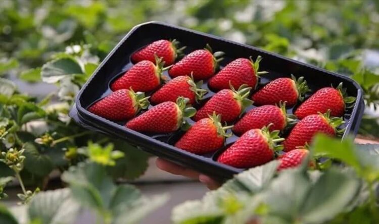 Yeni salgın krizi: ‘Çileklerden yayılmış olabilir!’