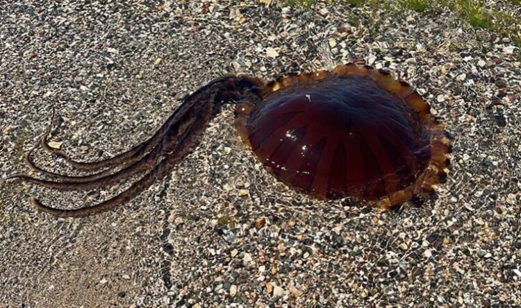 Marmara’daki yeni tehdit! ‘Temas eden bölgeyi sirkeyle yıkayın’