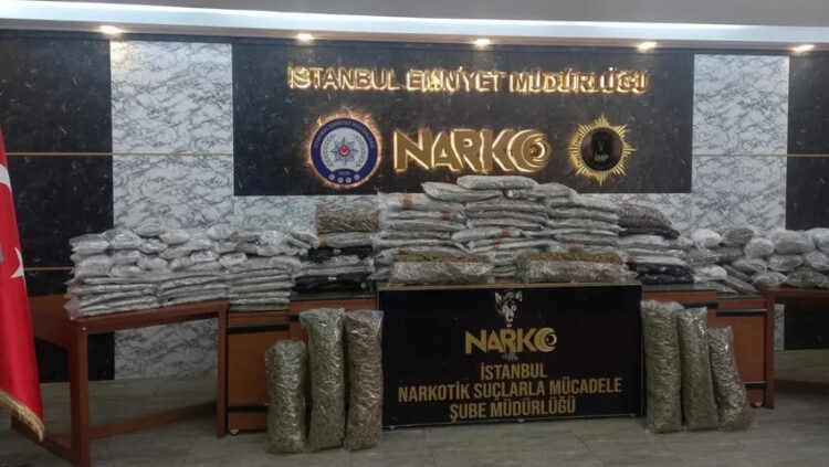İstanbul’da 120 kilo marihuana bitkisi ele geçirildi: 14 tutuklama