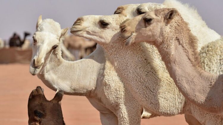 İnternette ‘şifa’ için deve idrarı satılıyor