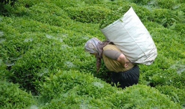 Çaya zam geldi.. İşte yeni fiyatı
