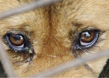 AKP’li belediye yaralı köpeği tedavi etmek yerine çöplüğe bıraktı