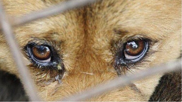 AKP’li belediye yaralı köpeği tedavi etmek yerine çöplüğe bıraktı