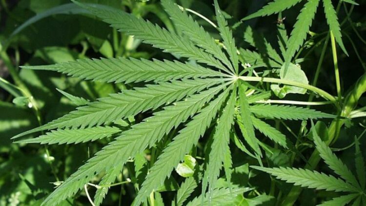 Rütbeli askerin aracında 15 kilo esrar yakalandı