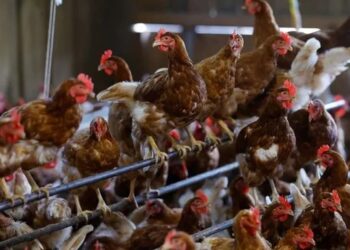 Serbest gezen tavuklar kuş gribi nedeniyle karantinada