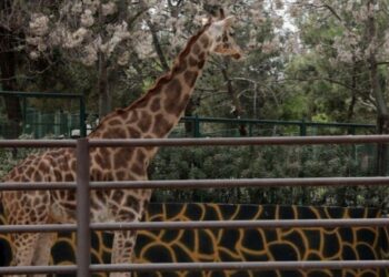 Altı yıl sonra eş bulunan Şakir’in baba olması için çalışılıyor