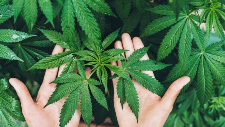 Rize’de kenevir fabrikası kurulacak