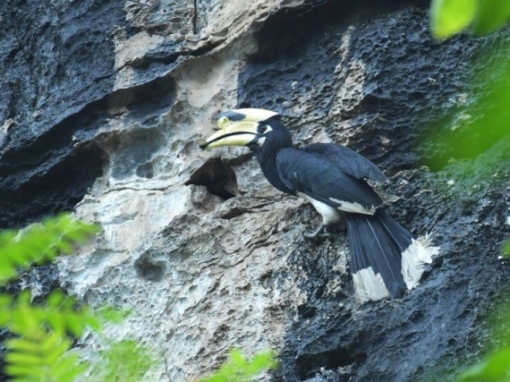 Çin’in güneyinde nadir boynuzgaga görüldü