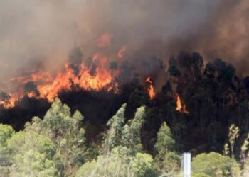 Marmaris’teki orman yangınıyla ilgili bir kişi gözaltına alındı