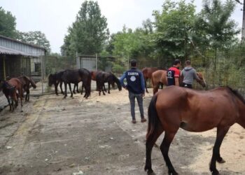 İnsanlara at eti yedireceklerdi, suçüstü yakalandılar